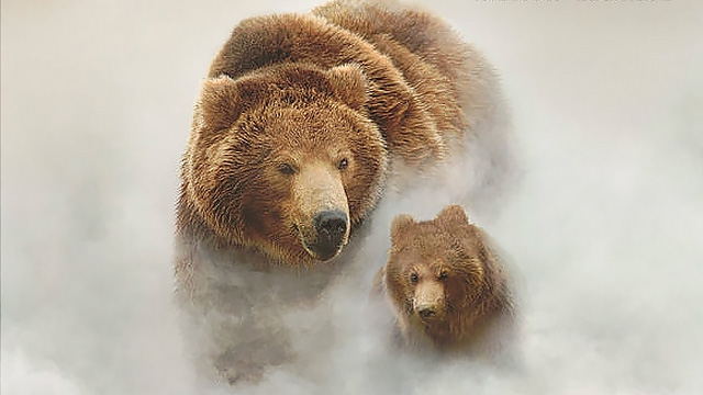 棕熊王国图片