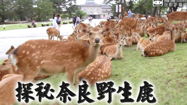 探秘奈良野生鹿图片