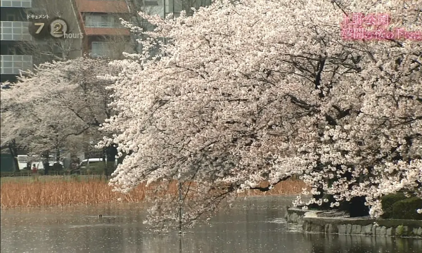 纪实72小时 上野公园 盛开的樱花图片