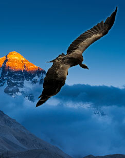 《喜马拉雅高山兀鹫》图片