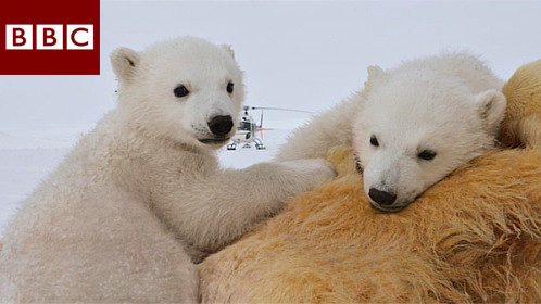 BBC北极熊一家和我图片