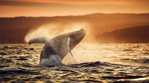 座头鲸的秘密生活
