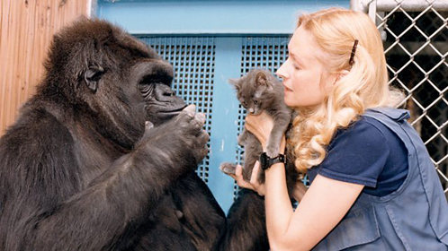 科科：与人类交谈的大猩猩图片