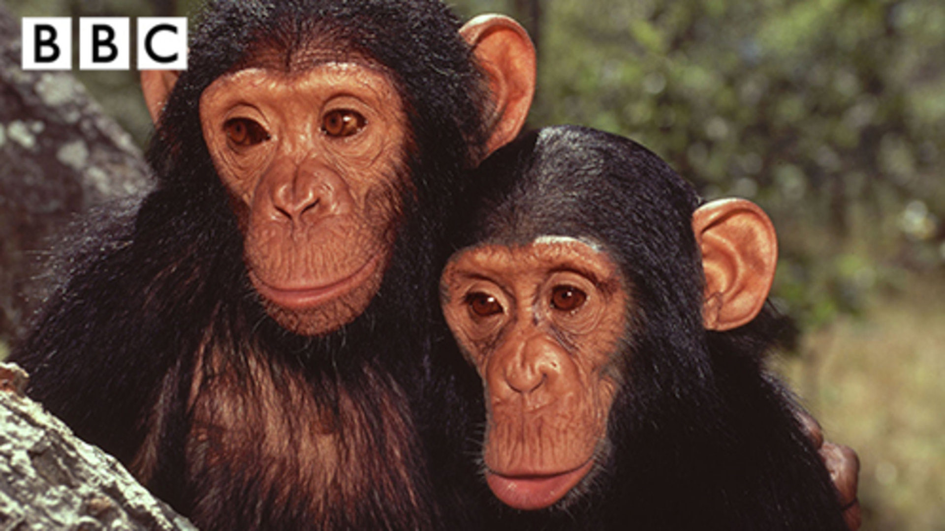 失落峡谷的黑猩猩图片