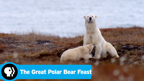 北极熊的盛宴