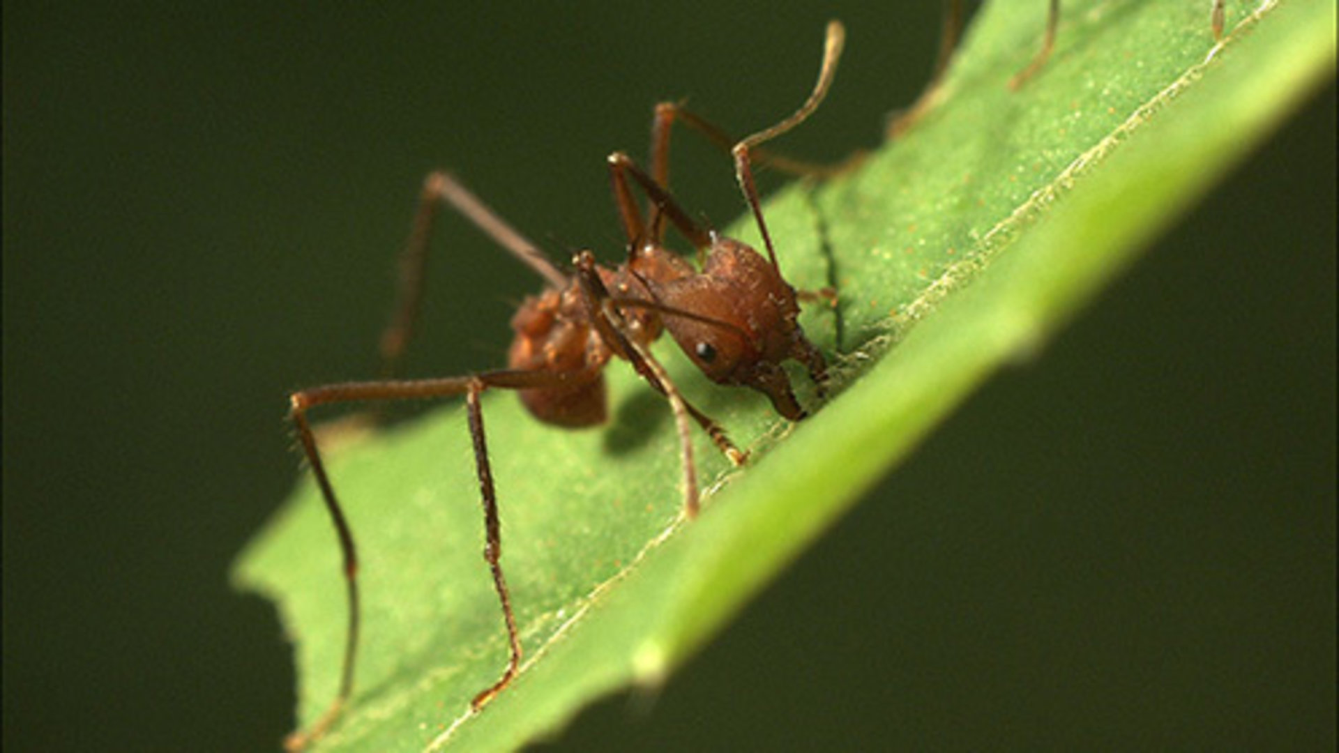叶刀蚂蚁：先进的农民图片