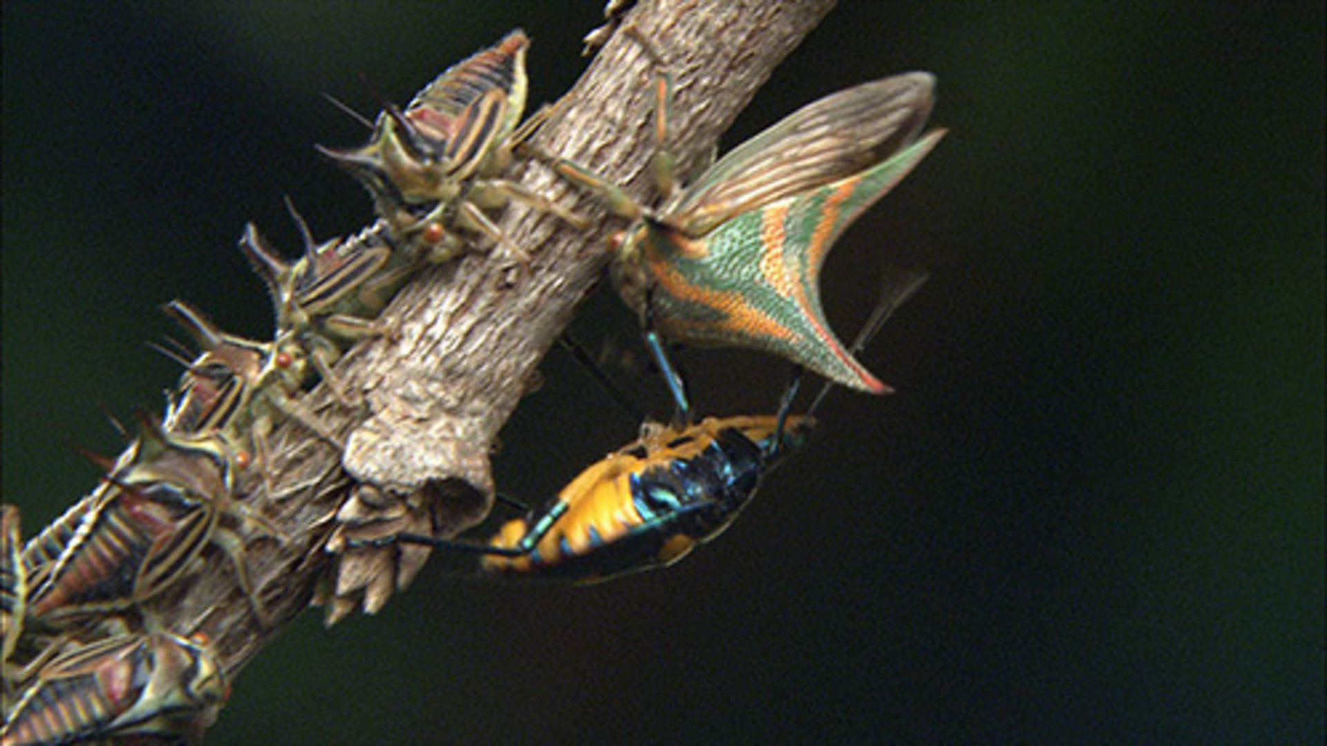 模仿大师：哥斯达黎加昆虫图片