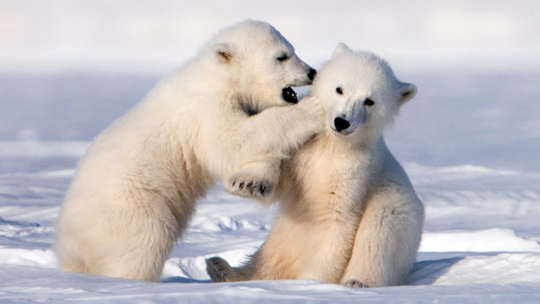北极熊宝宝图片