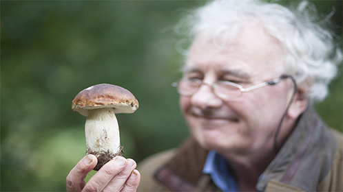 蘑菇的魔力图片