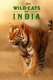 印度野生大猫图片