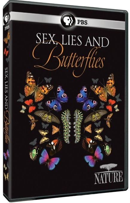 性感谎言和蝴蝶图片